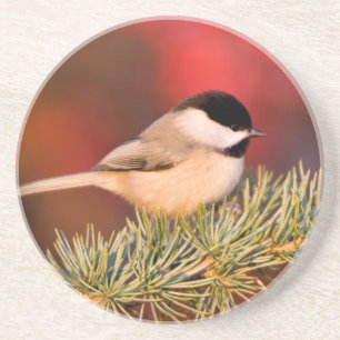 Carolina Chickadee in Blue Atlas Cedar Zandsteen Onderzetter