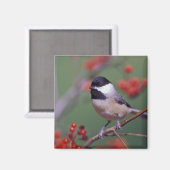 Carolina Chickadee Magneet (Voorkant / Achterkant)