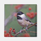 Carolina Chickadee Magneet (Voorkant)