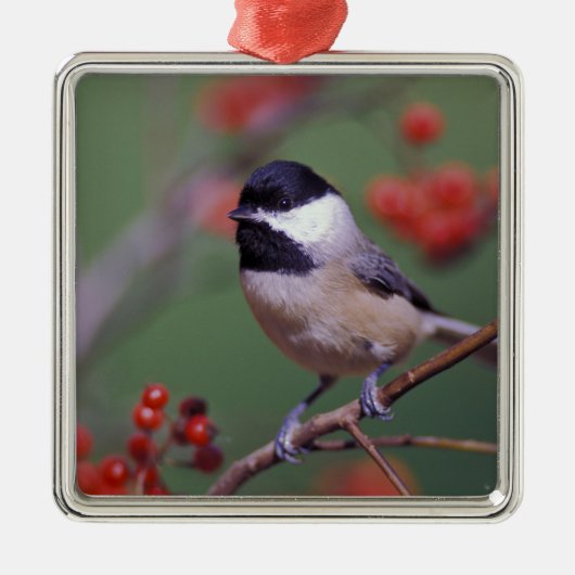 Carolina Chickadee Metalen Ornament (Voorkant)