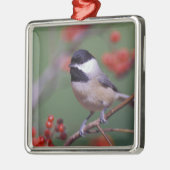 Carolina Chickadee Metalen Ornament (Links)