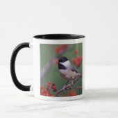 Carolina Chickadee Mok (Links)