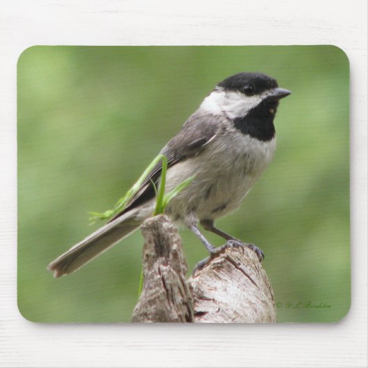 Carolina Chickadee Mousepad Muismat (Voorkant)