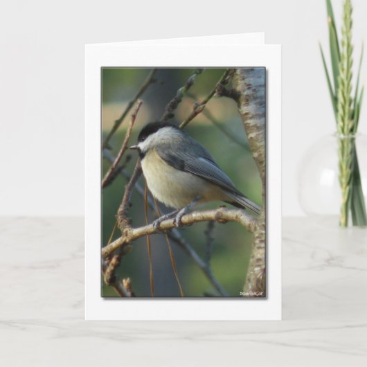 Carolina Chickadee Note Card Kaart (Voorkant)