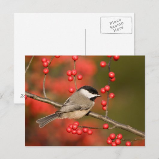Carolina Chickadee over Common Winterberry struik Briefkaart (Voorkant / Achterkant)