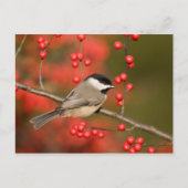 Carolina Chickadee over Common Winterberry struik Briefkaart (Voorkant)