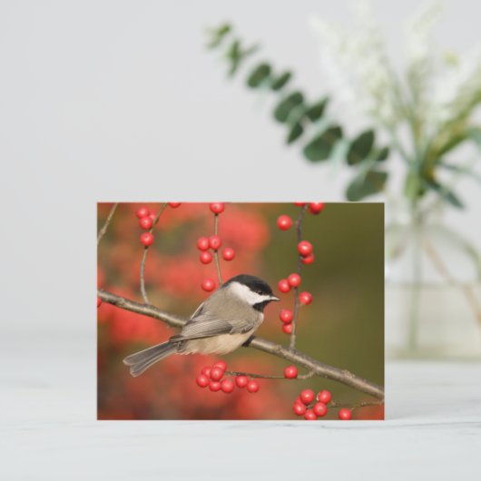 Carolina Chickadee over Common Winterberry struik Briefkaart (Staand voorkant)