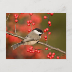 Carolina Chickadee over Common Winterberry struik Briefkaart