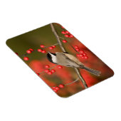 Carolina Chickadee over Common Winterberry struik Magneet (Rechterzijde)