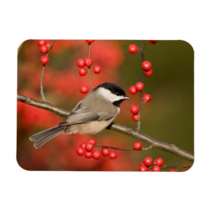 Carolina Chickadee over Common Winterberry struik Magneet