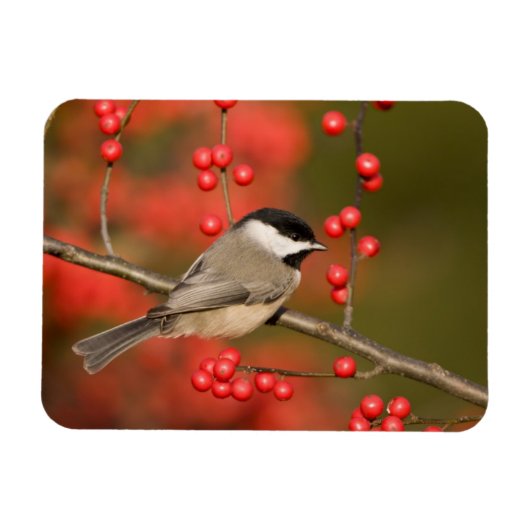 Carolina Chickadee over Common Winterberry struik Magneet (Horizontaal)
