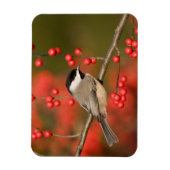 Carolina Chickadee over Common Winterberry struik Magneet (Verticaal)
