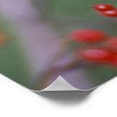 Carolina Chickadee Poster (Hoek)