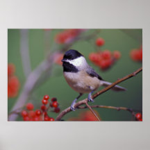 Carolina Chickadee
