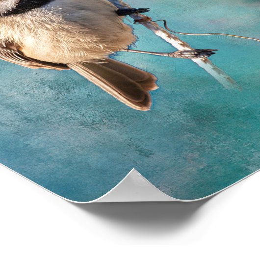 Carolina Chickadee Poster (Hoek)