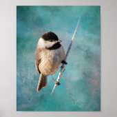Carolina Chickadee Poster (Voorkant)