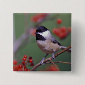 Carolina Chickadee Vierkante Button 5,1 Cm (Voorkant)