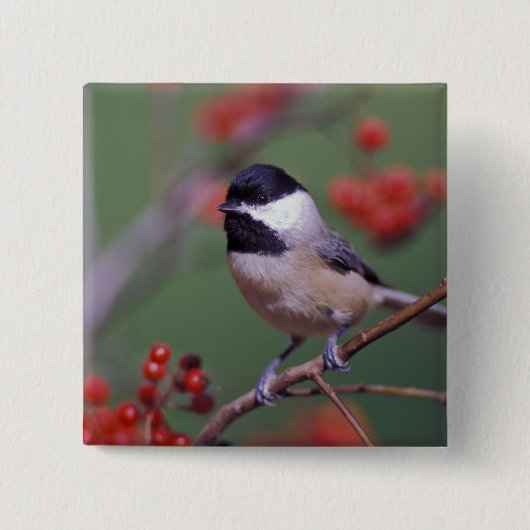 Carolina Chickadee Vierkante Button 5,1 Cm (Voorkant)
