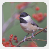 Carolina Chickadee Vierkante Sticker (Voorkant)