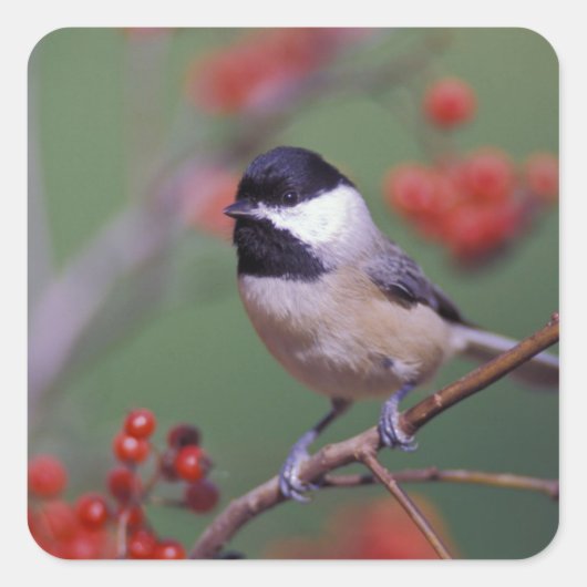 Carolina Chickadee Vierkante Sticker (Voorkant)