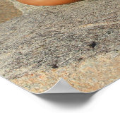 Carolina Coastal Beauties: Poster C 2013 van de ag (Hoek)