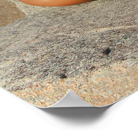 Carolina Coastal Beauties: Poster C 2013 van de ag (Hoek)