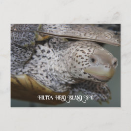 Carolina Diamondback terrapin 2 Briefkaart