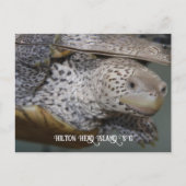 Carolina Diamondback terrapin 2 Briefkaart (Voorkant)