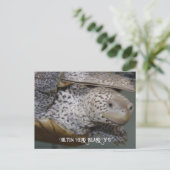 Carolina Diamondback terrapin 2 Briefkaart (Staand voorkant)