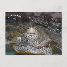 Carolina Diamondback Terrapin briefkaart