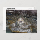 Carolina Diamondback Terrapin briefkaart (Voorkant / Achterkant)