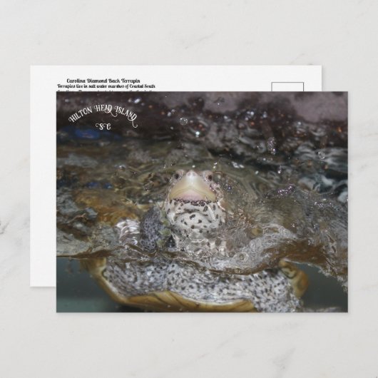 Carolina Diamondback Terrapin briefkaart (Voorkant / Achterkant)