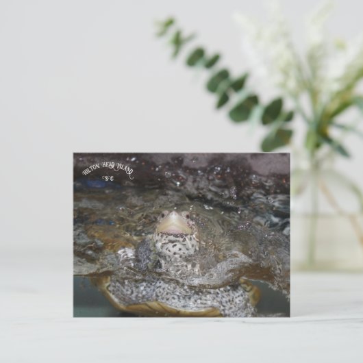Carolina Diamondback Terrapin briefkaart (Staand voorkant)