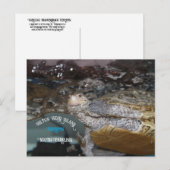 Carolina Diamondback Terrapin Briefkaart (Voorkant / Achterkant)