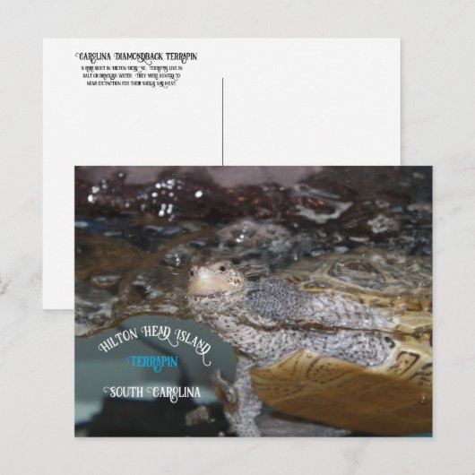Carolina Diamondback Terrapin Briefkaart (Voorkant / Achterkant)
