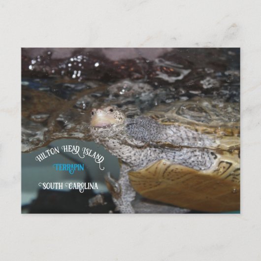 Carolina Diamondback Terrapin Briefkaart (Voorkant)
