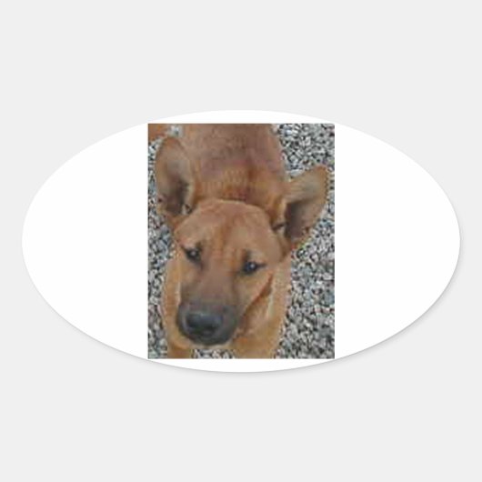 Carolina dog.png ovale sticker (Voorkant)