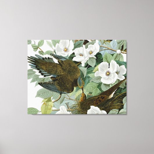 Carolina Duif Audubon Treurduif Vogel Canvas Afdruk (Voorkant)
