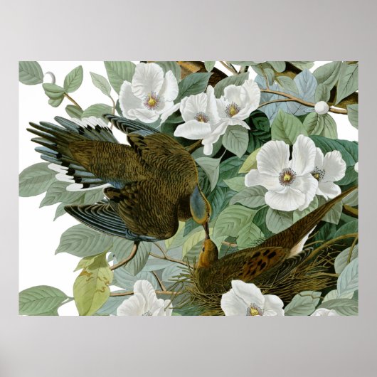 Carolina Duif Audubon Treurduif Vogel Poster (Voorkant)