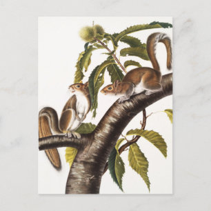 Carolina Gray Squirrel (Sciurus Carolinensis) Briefkaart