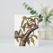 Carolina Gray Squirrel (Sciurus Carolinensis) Briefkaart (Staand voorkant)