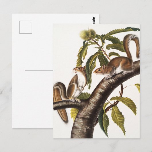 Carolina Gray Squirrel (Sciurus Carolinensis) Briefkaart (Voorkant / Achterkant)