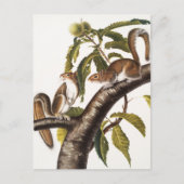 Carolina Gray Squirrel (Sciurus Carolinensis) Briefkaart (Voorkant)