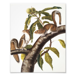 Carolina Gray Squirrel (Sciurus Carolinensis) Foto Afdruk