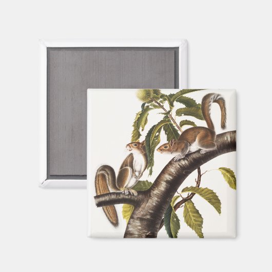 Carolina Gray Squirrel (Sciurus Carolinensis) Magneet (Voorkant / Achterkant)