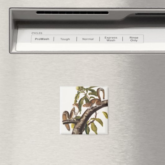 Carolina Gray Squirrel (Sciurus Carolinensis) Magneet (Insitu (Vaatwasser))