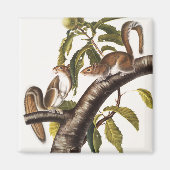 Carolina Gray Squirrel (Sciurus Carolinensis) Magneet (Voorkant)