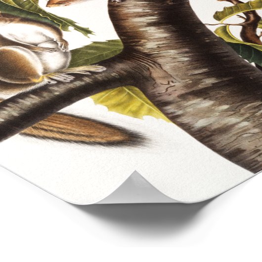 Carolina Gray Squirrel (Sciurus Carolinensis) Poster (Hoek)