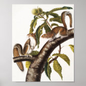 Carolina Gray Squirrel (Sciurus Carolinensis) Poster (Voorkant)