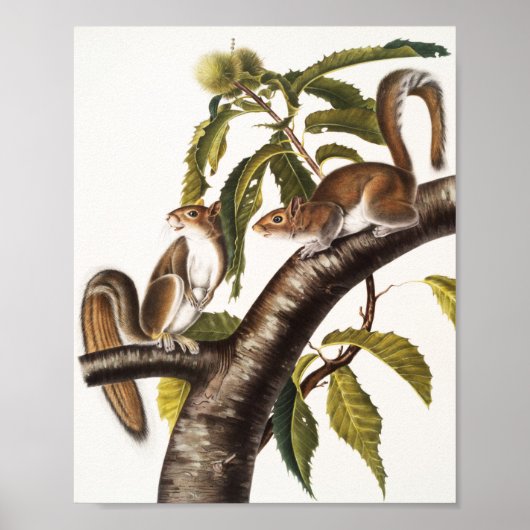 Carolina Gray Squirrel (Sciurus Carolinensis) Poster (Voorkant)